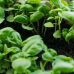 10 Types of Basil Plants