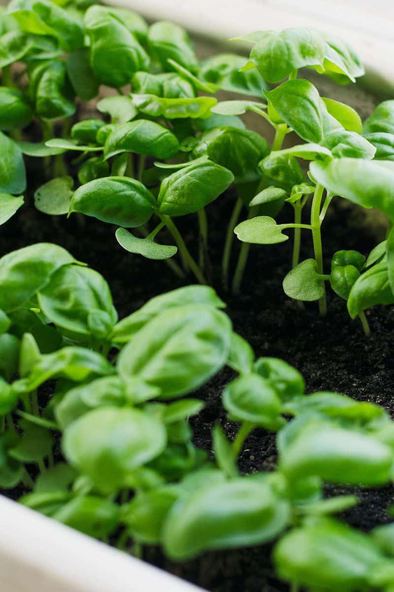 common types of basil plants