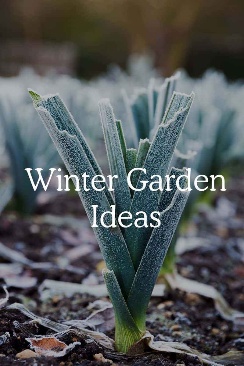 best winter garden ideas